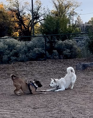 Fort Marcy Dog Park